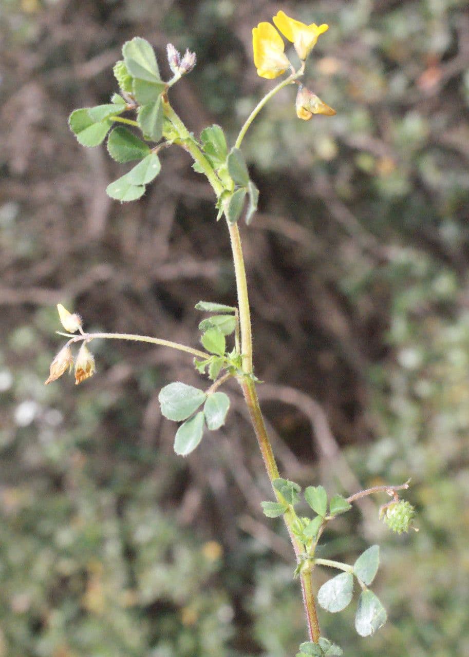 Erba medica minima 29