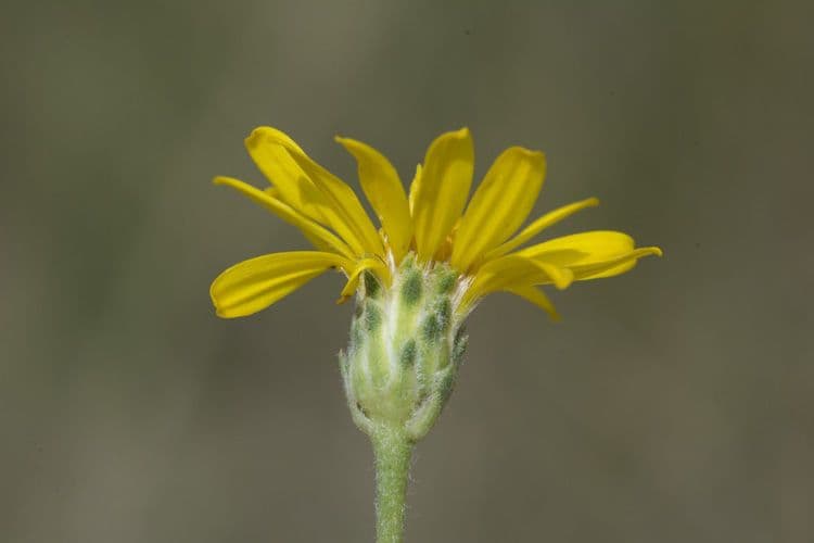 Pyrrocoma uniflora 6