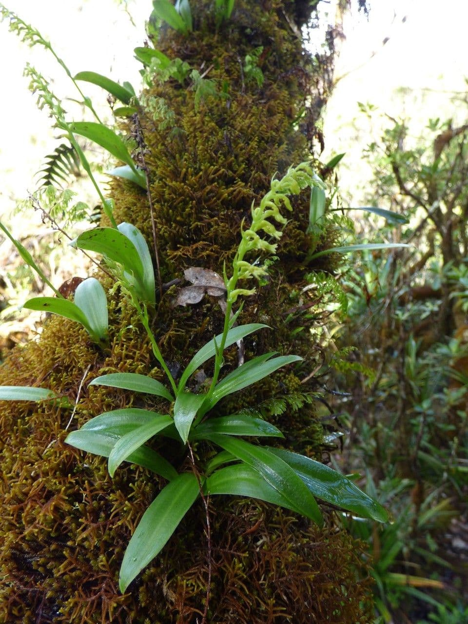 Benthamia 10