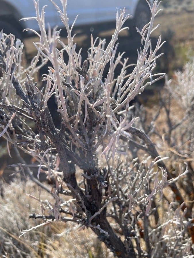 Artemisia tridentata 16