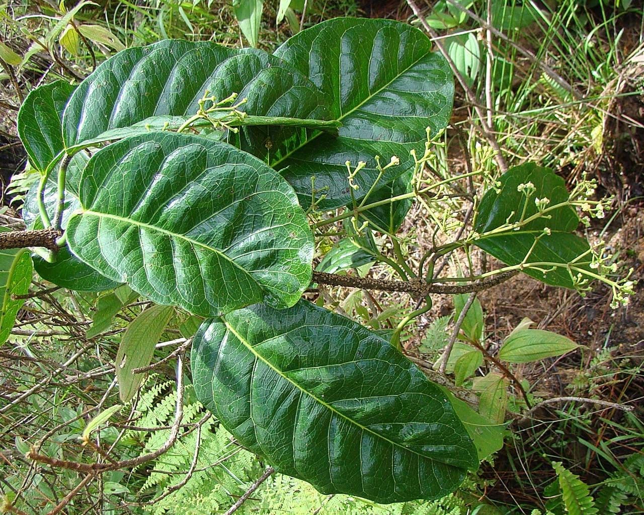 Artia 7