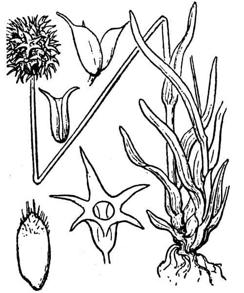 Echinaria capitata 22