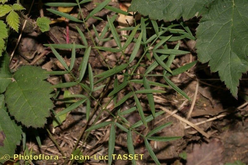 Peucedano gallico 19