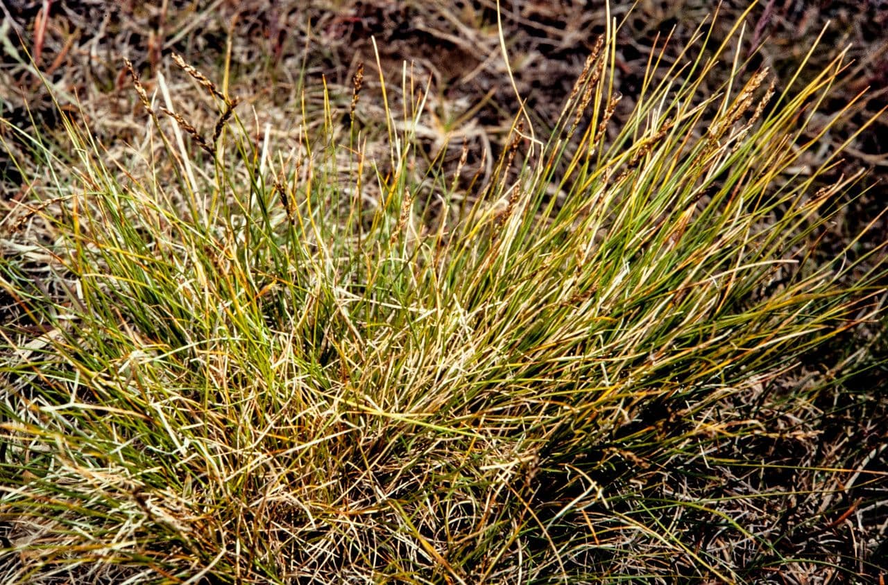 Kobresia myosuroides 4