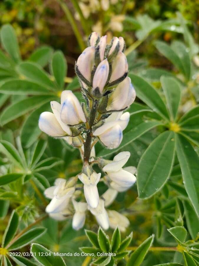 Weiße Lupine 10