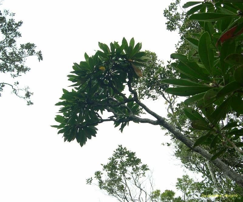 Apiopetalum 6