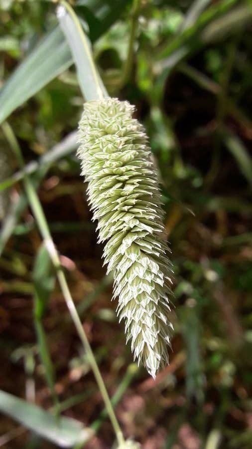 Codolina nuda 2