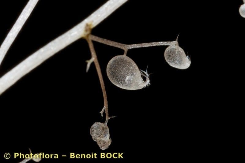 Erba-vescica minore 30
