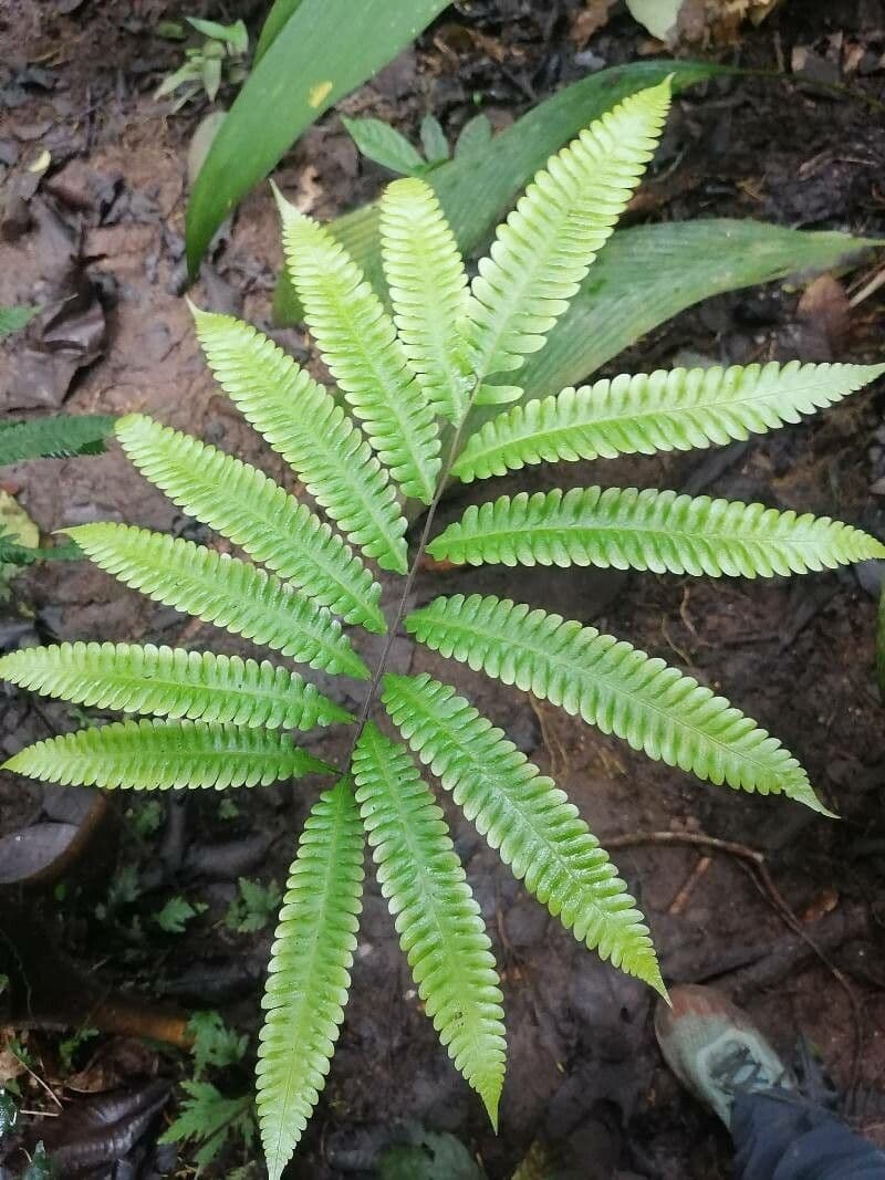 Thelypteris 2