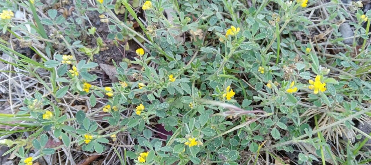 Erba medica minima 14