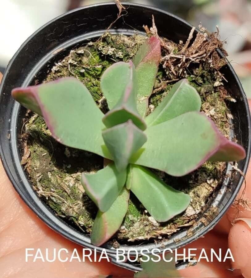 Faucaria 7