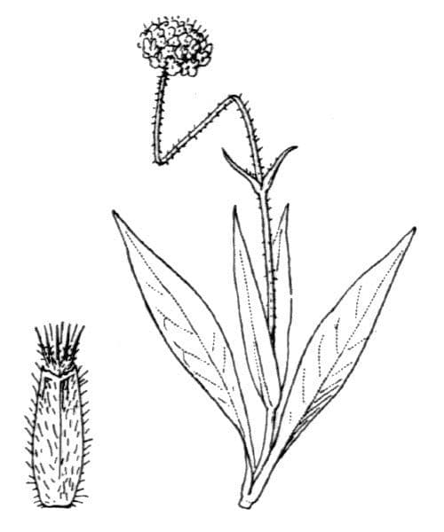 Godets Witwenblume