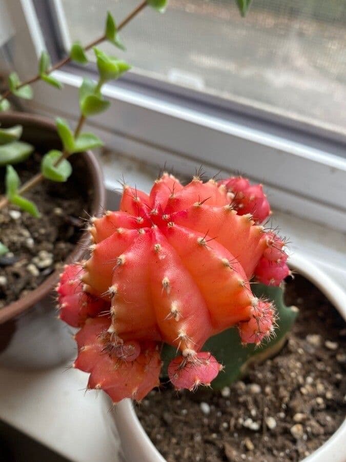 Cactus lunare 20