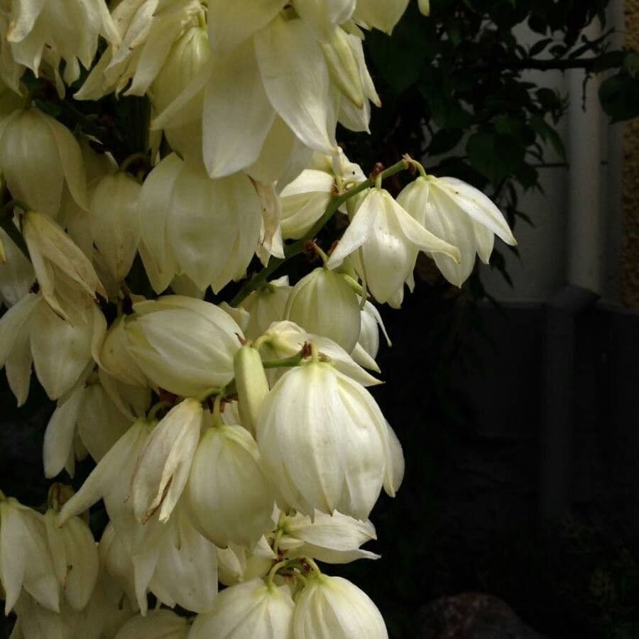 Schopf-Yucca 7
