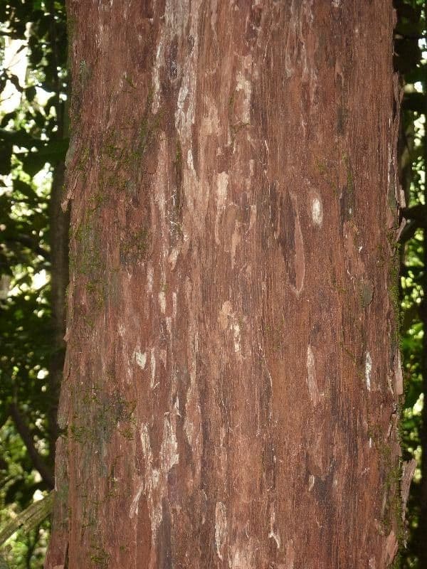 Pouteria 5