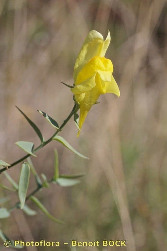 Ginsterblättriges Leinkraut 22