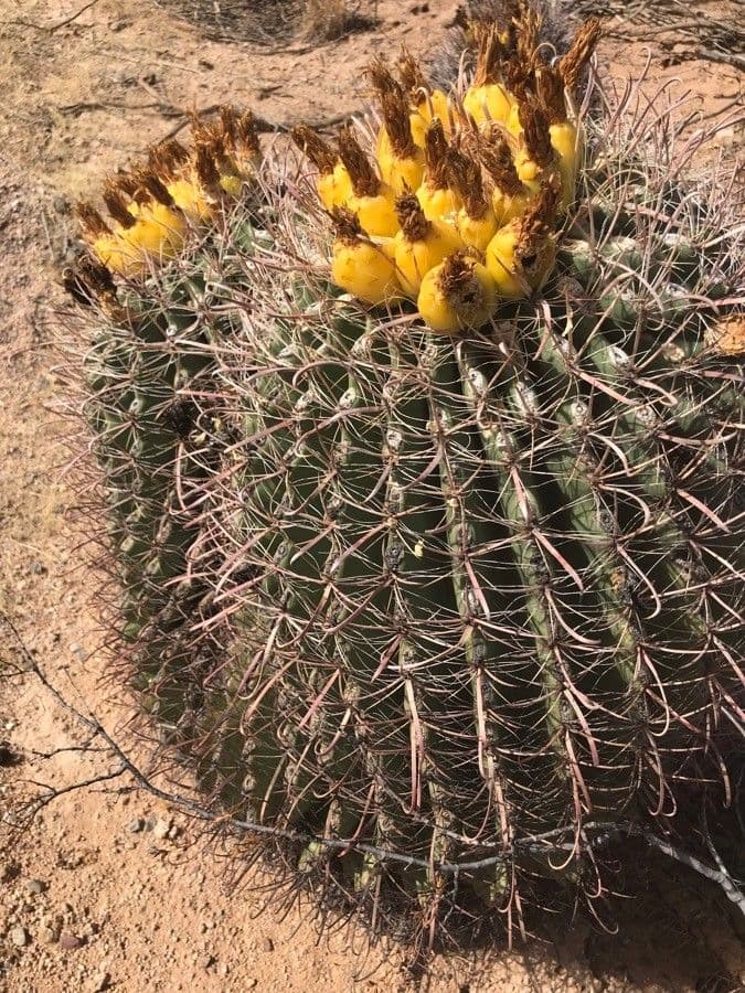 Cactus barile di Leconte 3