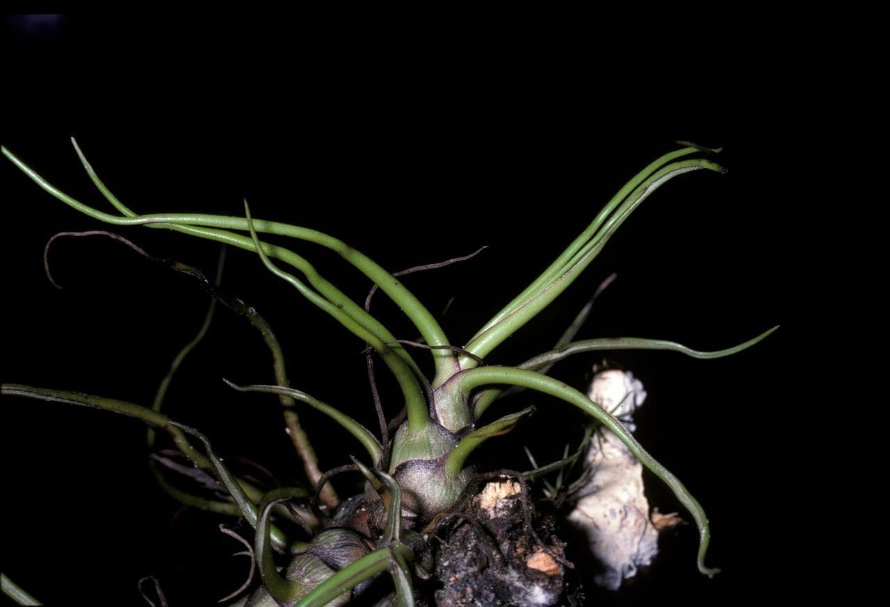 Tillandsia bulbosa 8