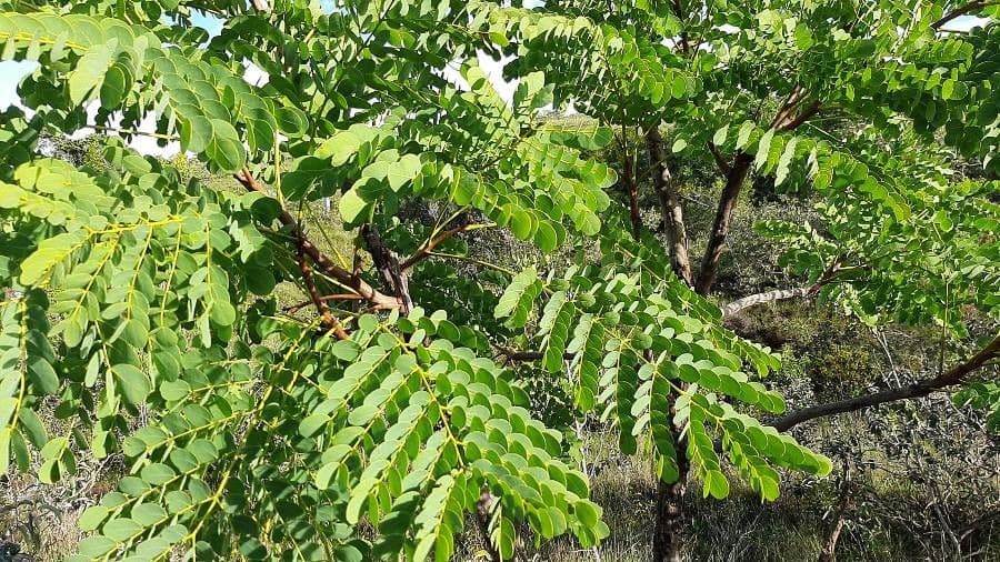 Stryphnodendron 8
