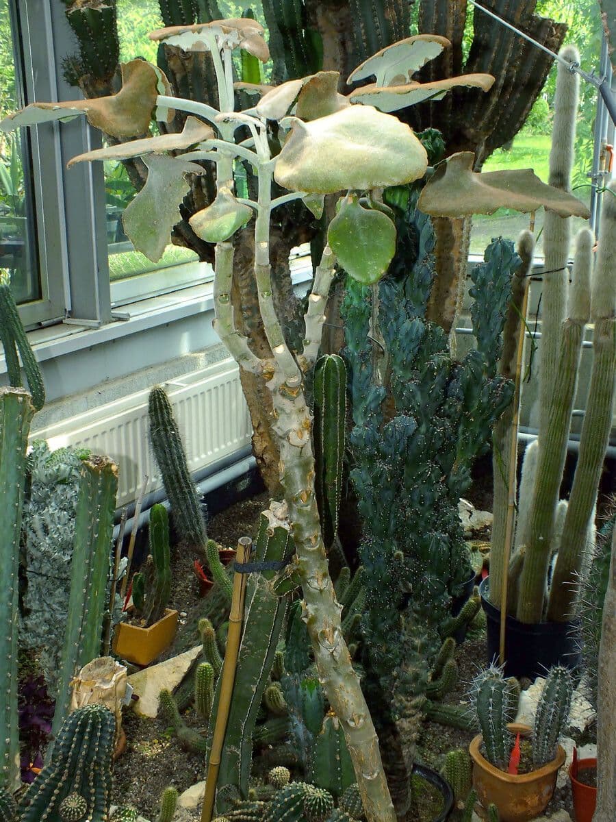 Donkey's ear 10