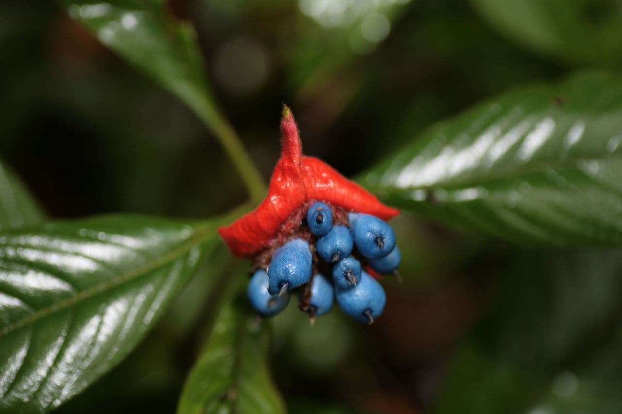 Palicourea tomentosa