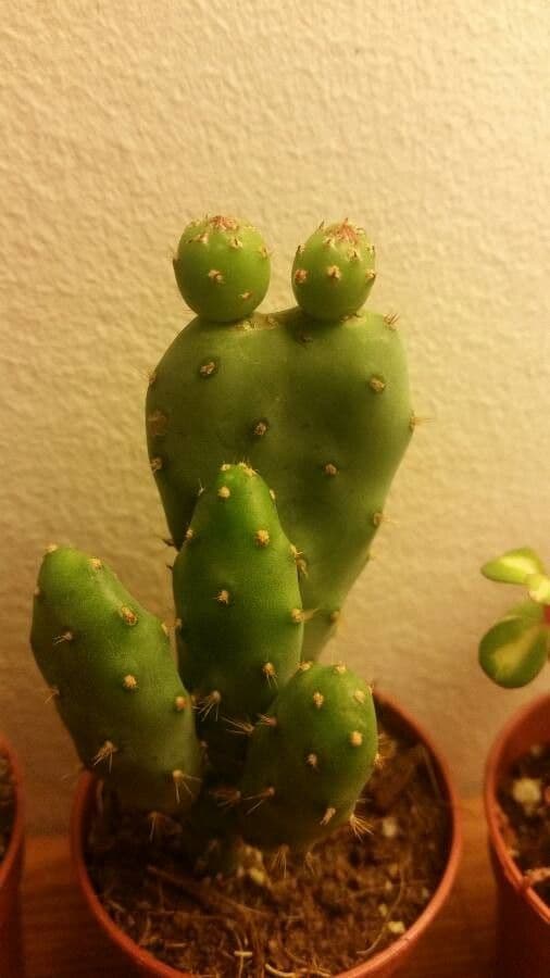 Opuntia a tre spine 2