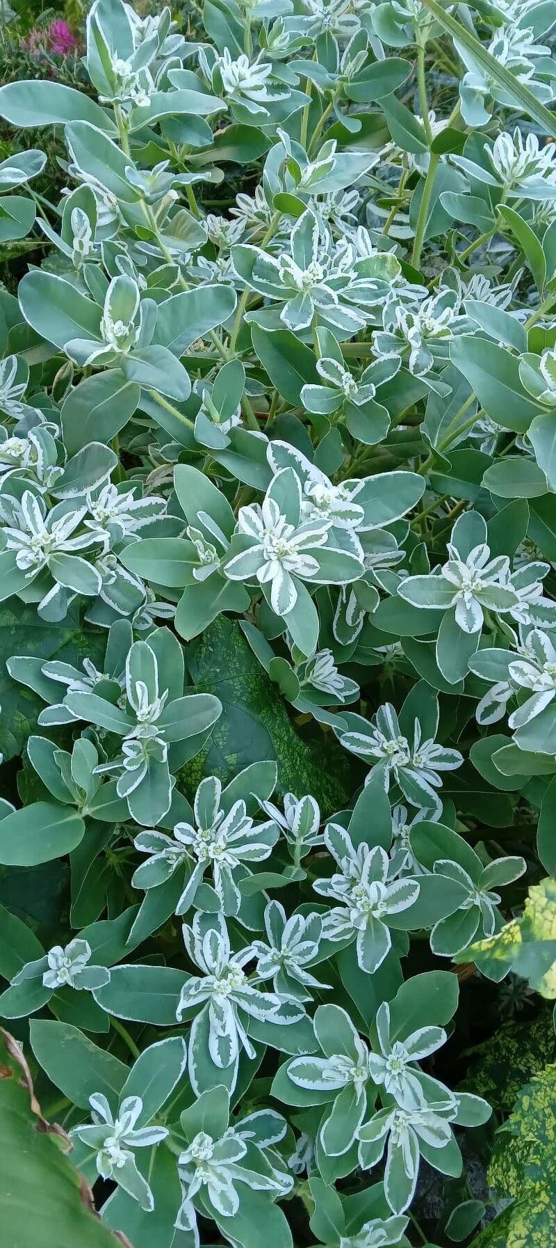 Euforbia marginata 12