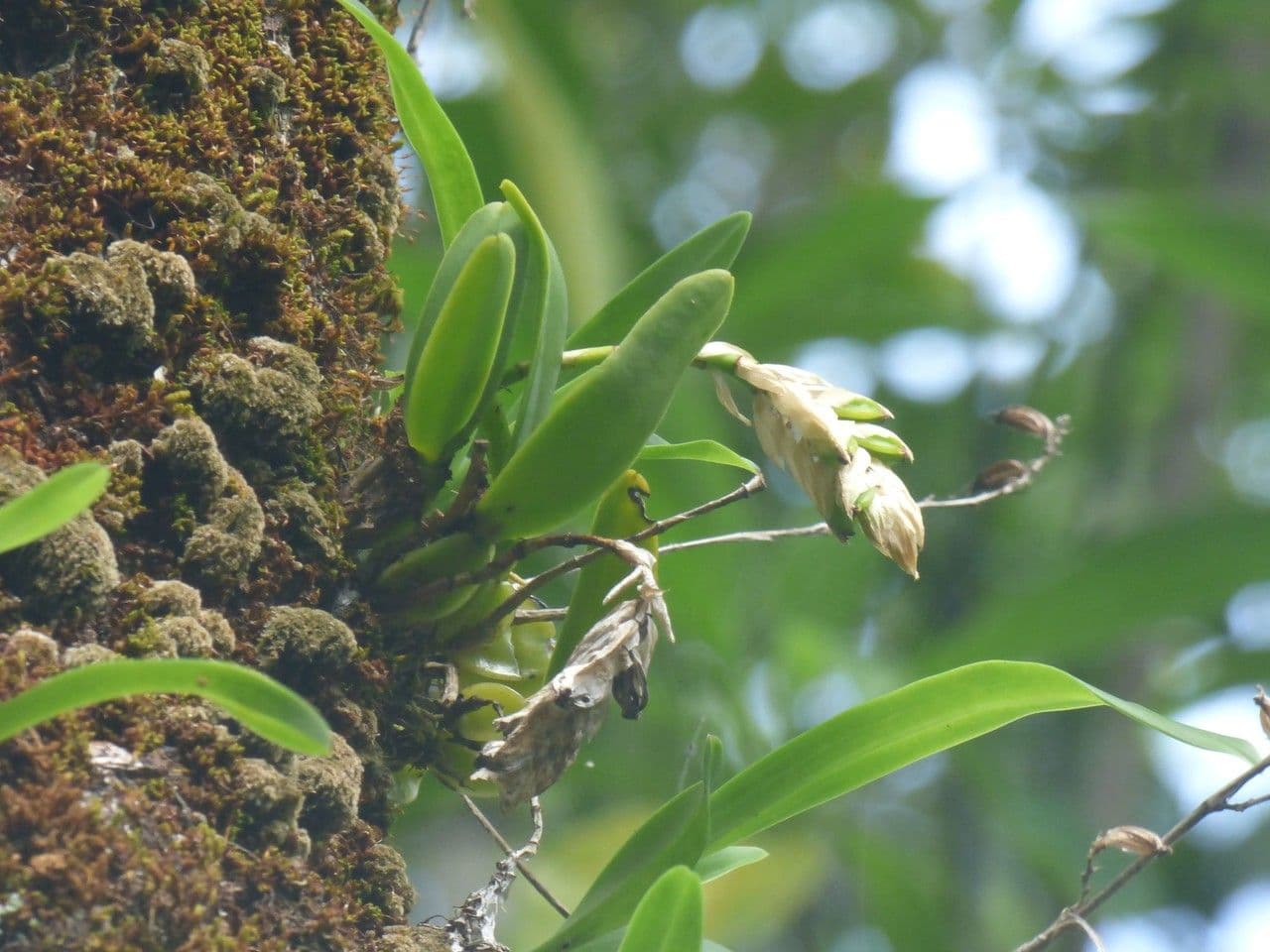Bulbophyllum 14