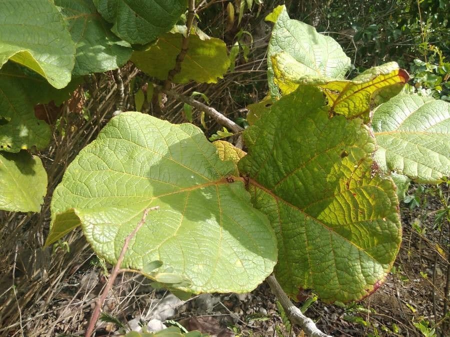 Coccoloba