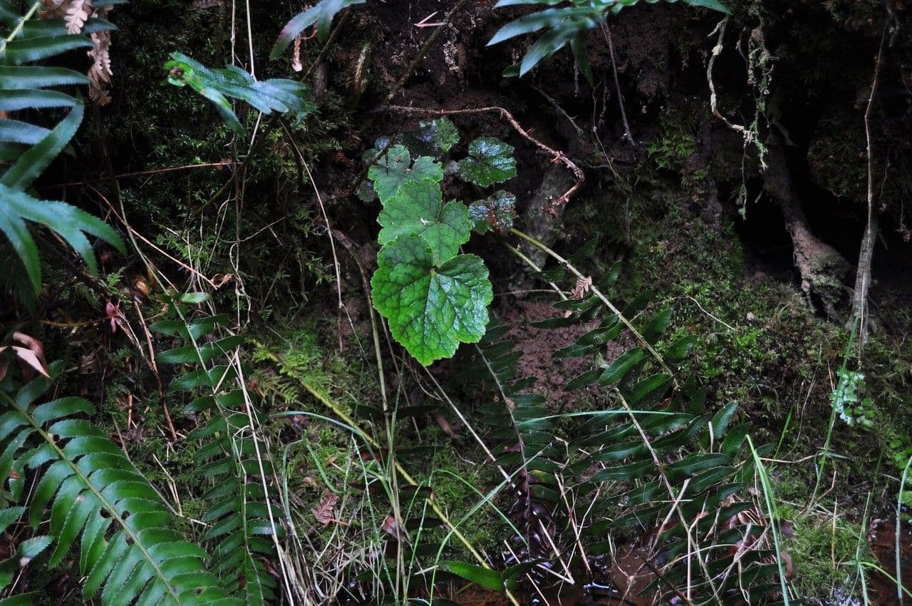 Tellima grandiflora 12