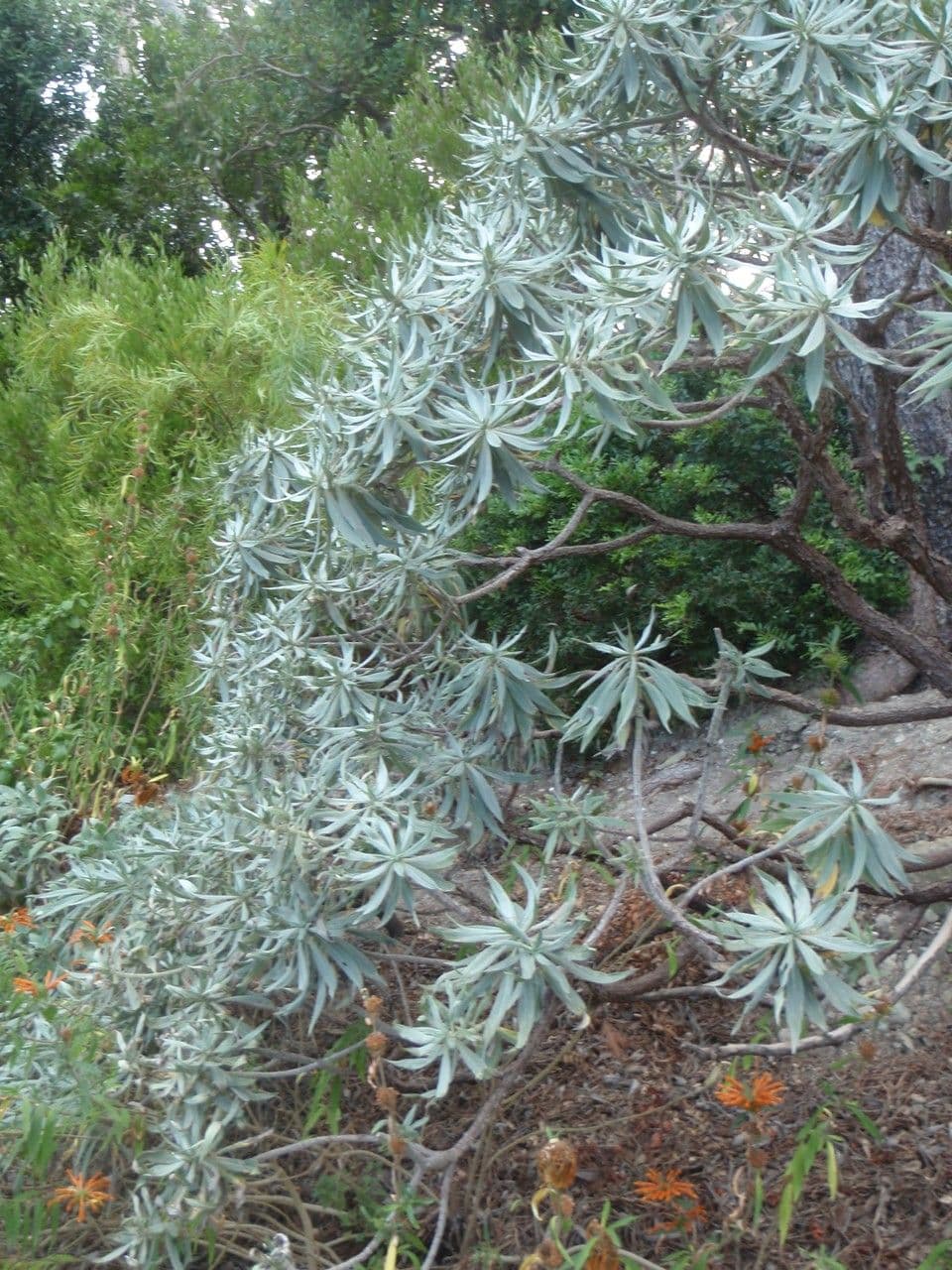 Echium di Madeira 7