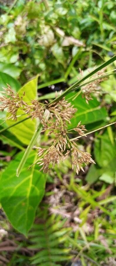 Rhynchospora corymbosa 4