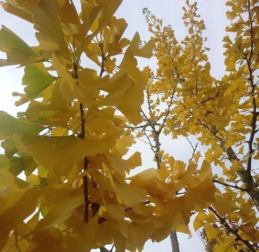Ginkgo 9