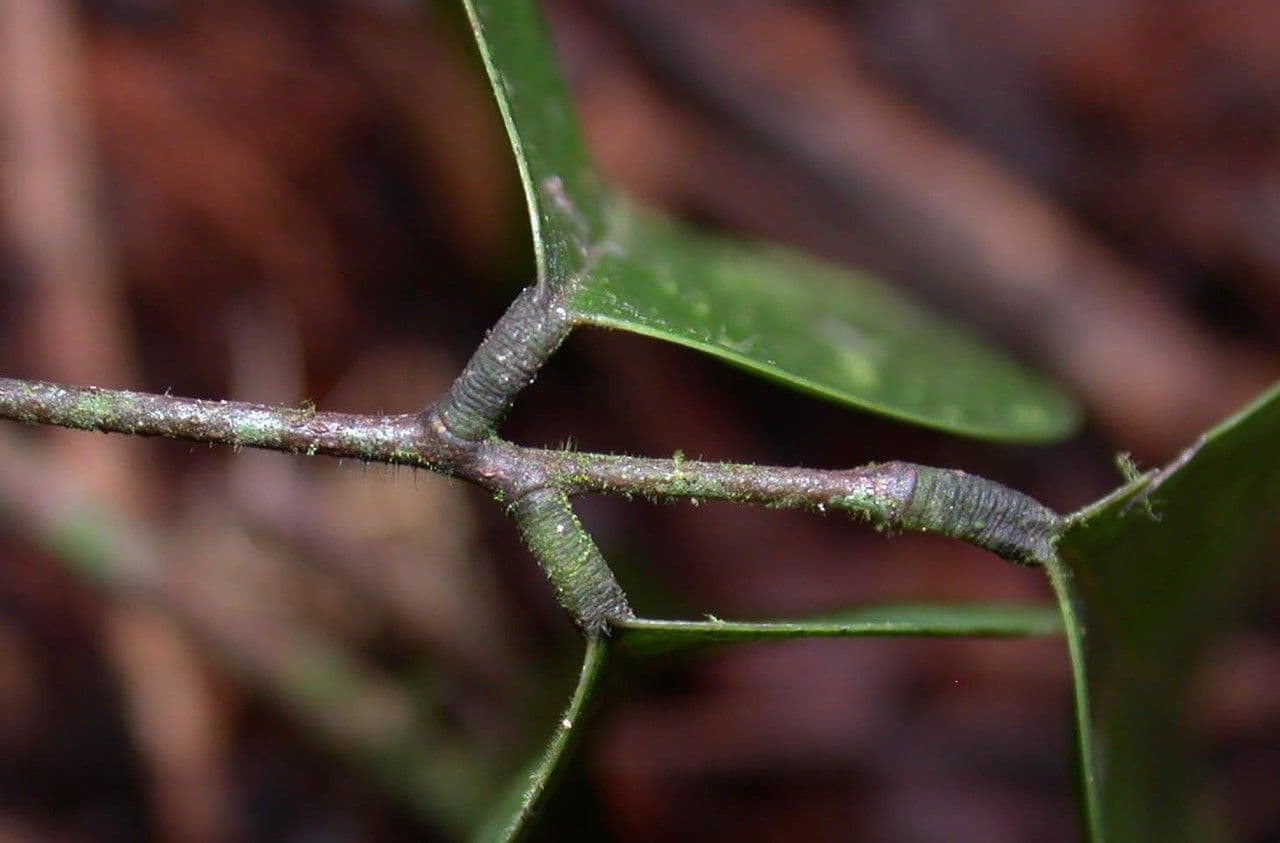 Rourea 9