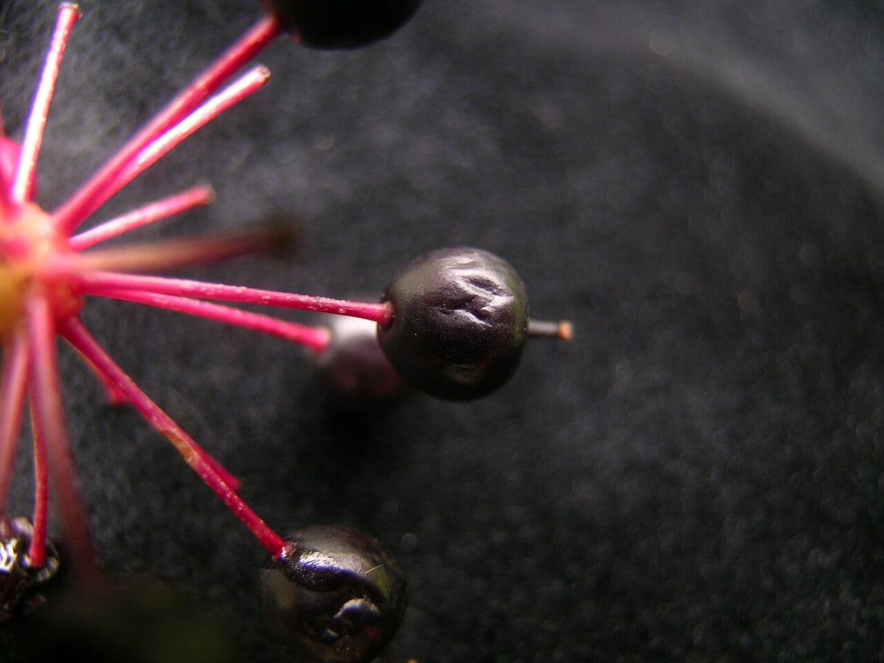Aralia 4