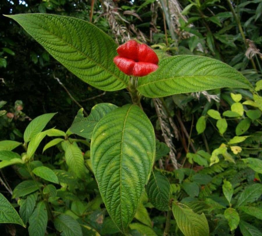 Palicourea tomentosa 15