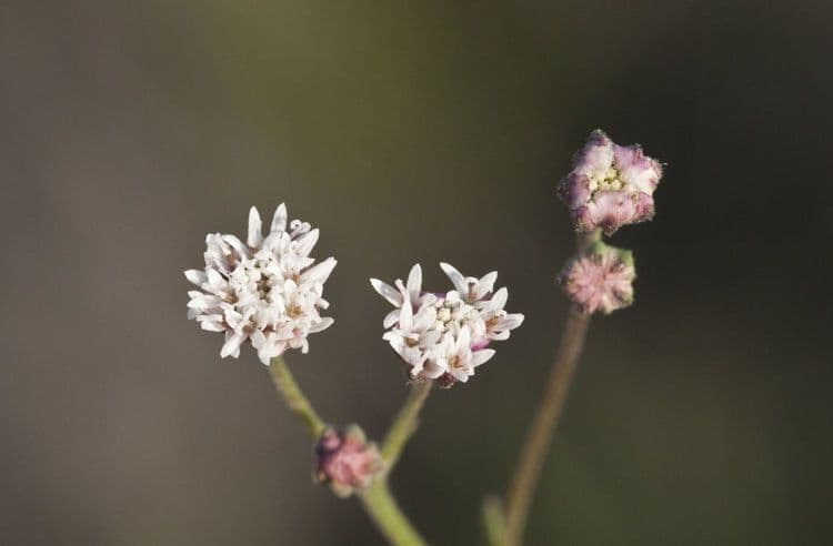 Klebrige Florestina
