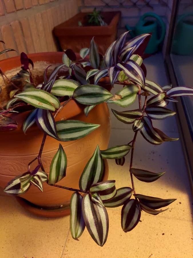 Tradescantia 24
