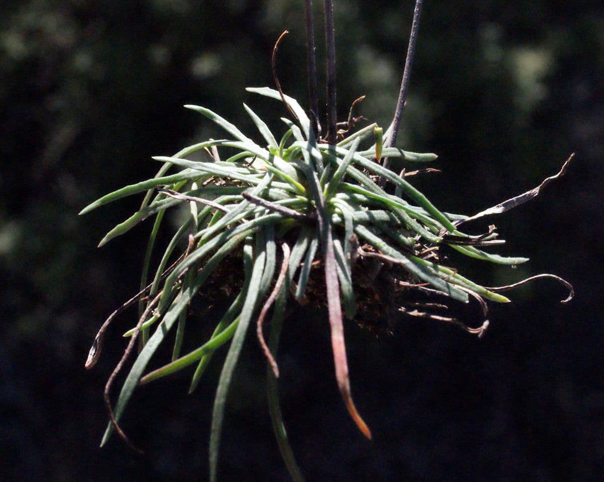 Armeria 21