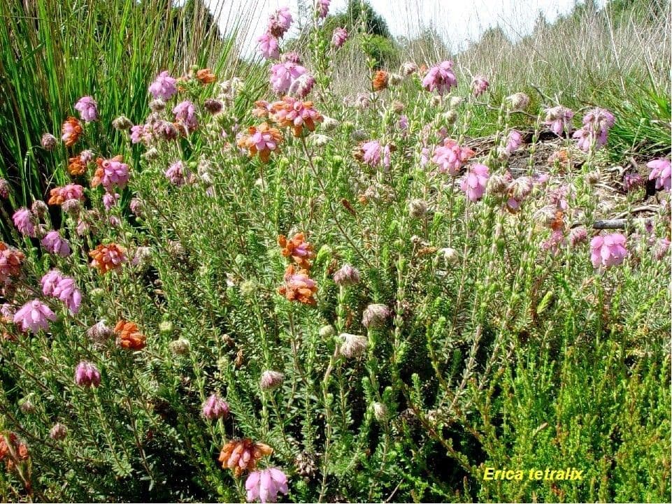 Glocken-Heide 11