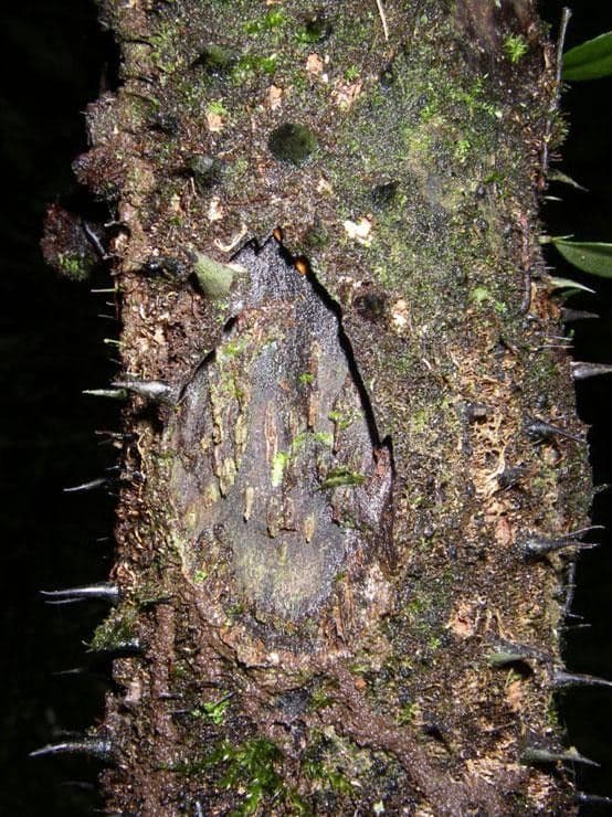 Cybatec 8