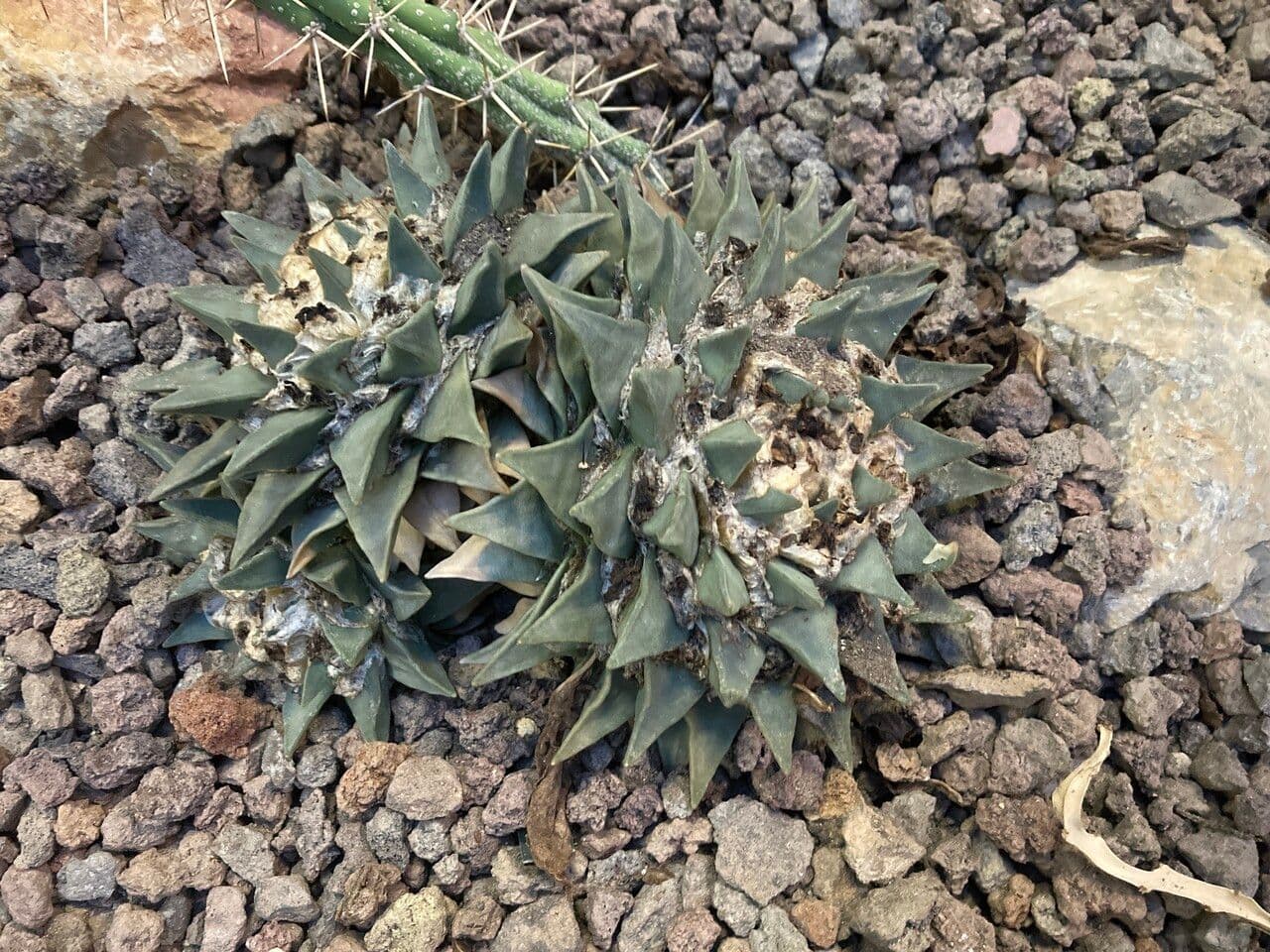 Ariocarpus retusus 5