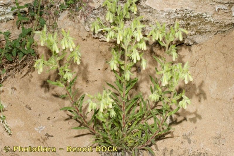 Onosma 11