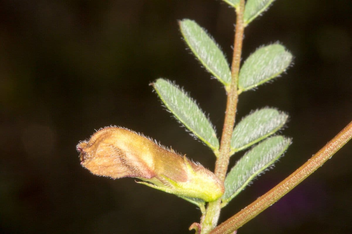 Vicia hybrida 23