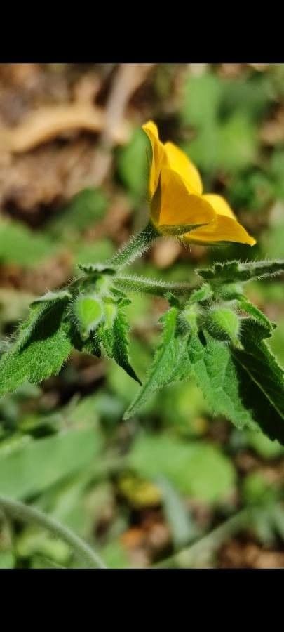 Mentzelia aspra 13