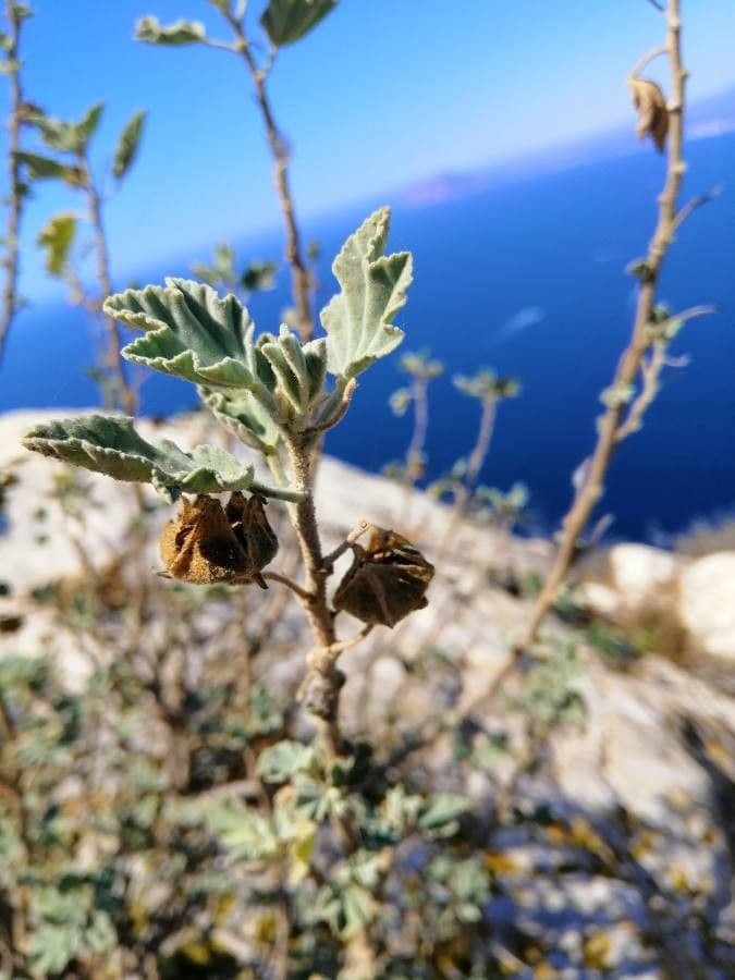 Malva subovata