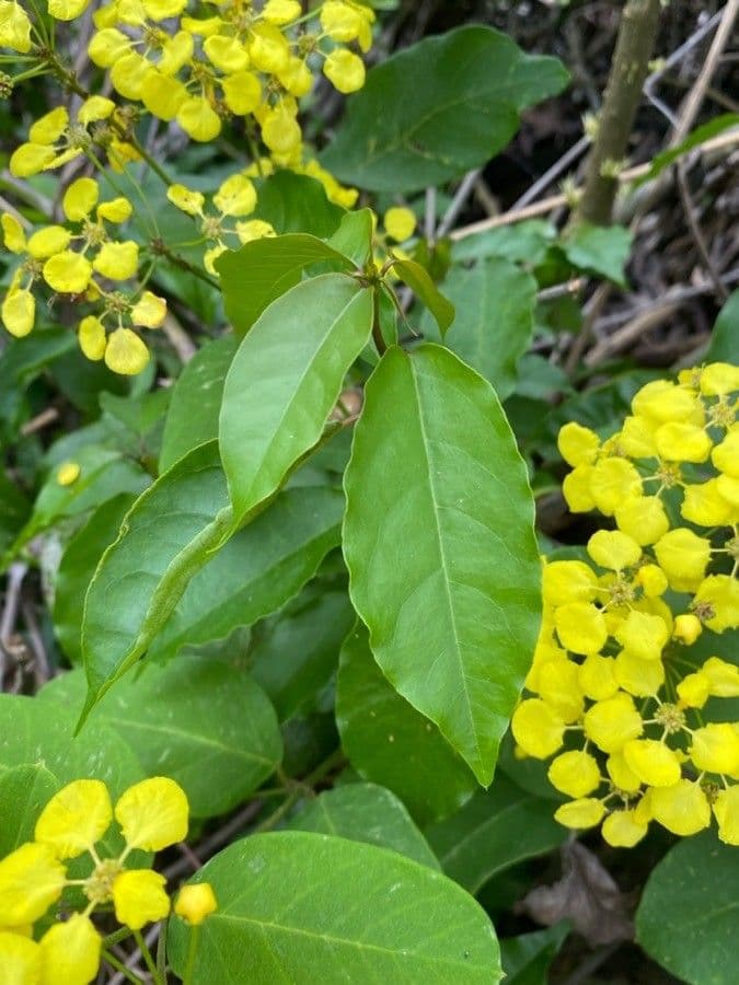 Stigmaphyllon 14
