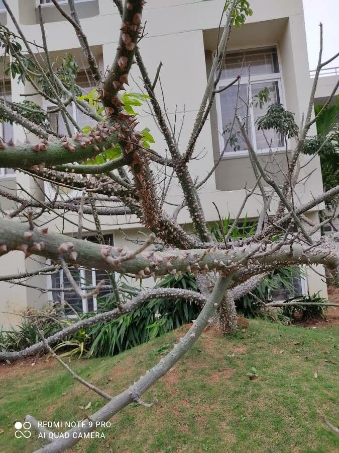 Ceiba speciosa 23