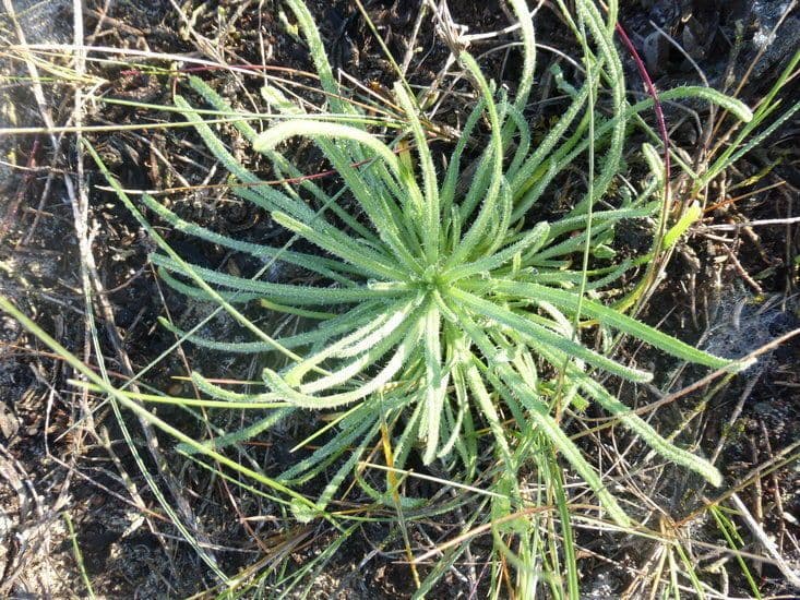 Cryptantha 7