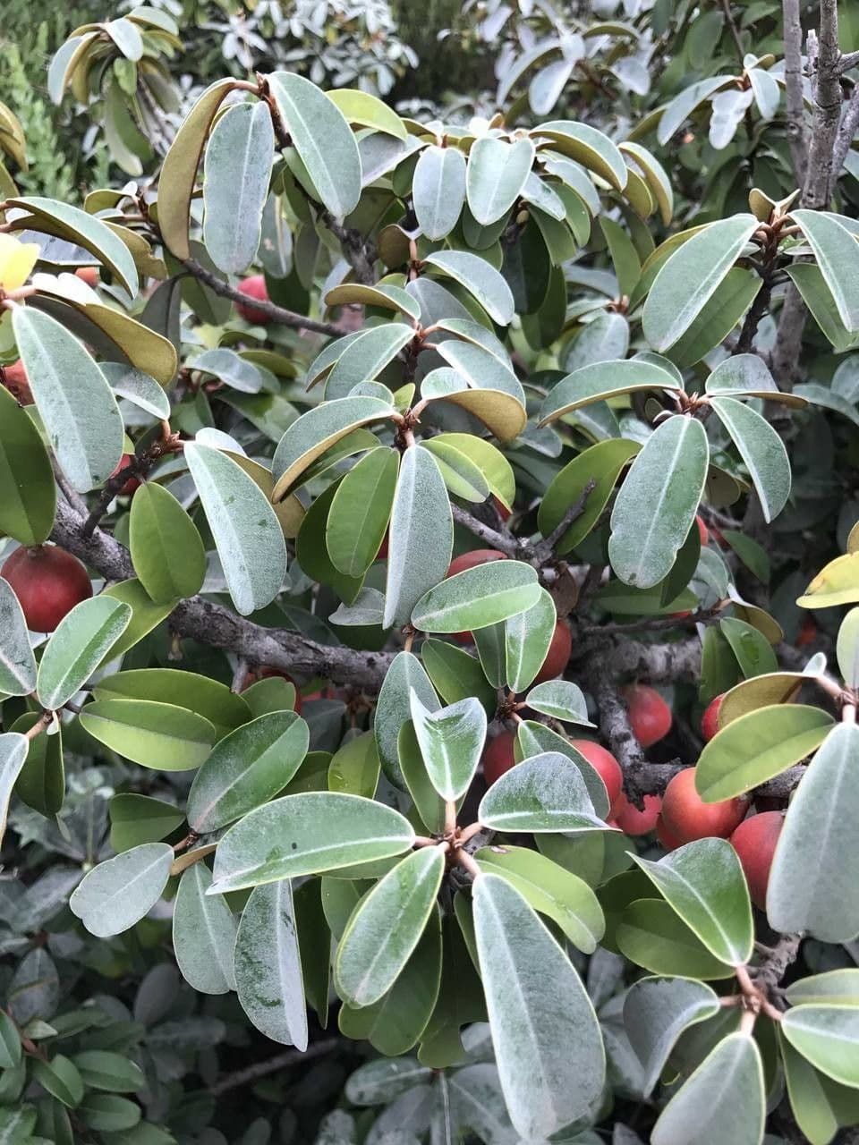 Englerophytum magalismontanum 8